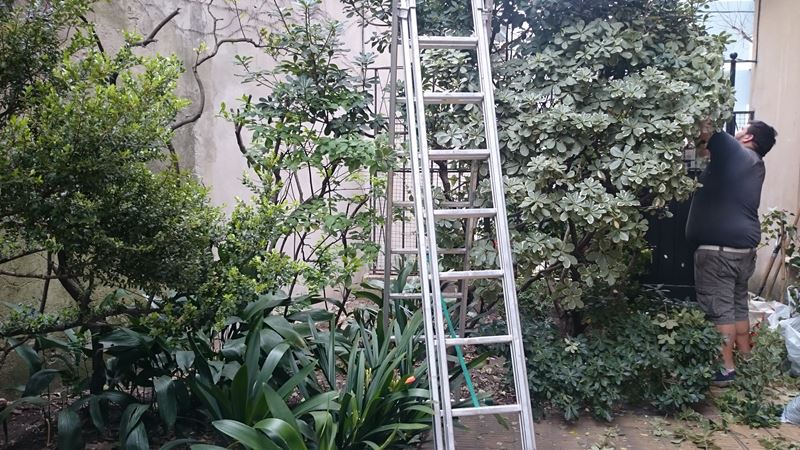 AFB Paisajes - Servicios de podas y fertilizaciones 3