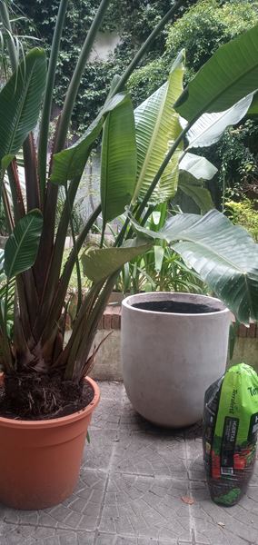 Servicios provisi&oacute;n de plantas 2